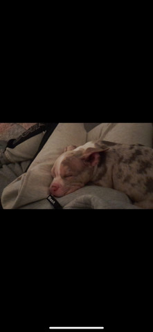Bulldog – xl pocket bully