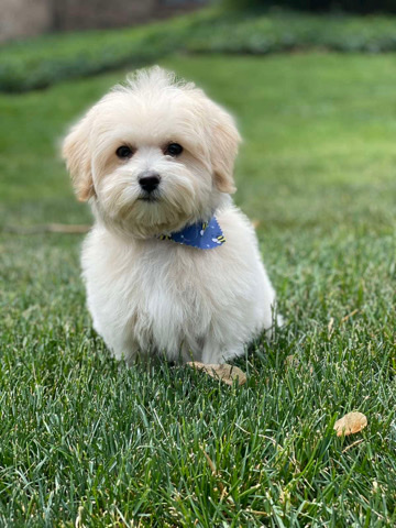 Maltese – maltipoo ivory