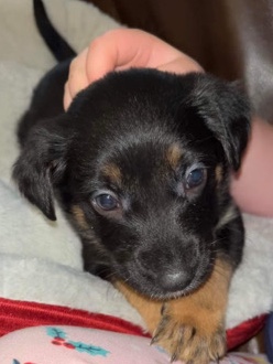 German Shepherd – Loving German Shepard pit mix puppy