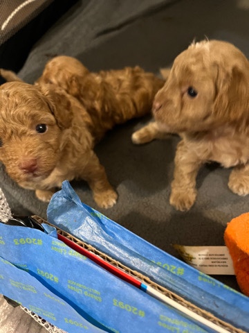 Poodle – 1 Mini Poodles