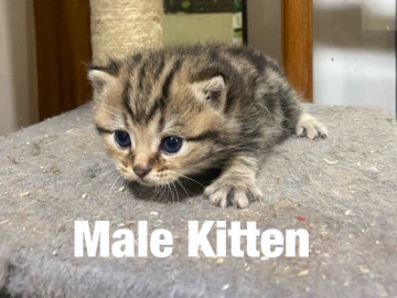 British Shorthair - British Shirt Hair Kittens for sale available for adoption in London