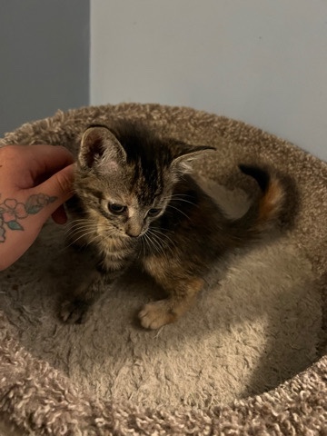 American Wirehair – 5 Kittens who need new homes!