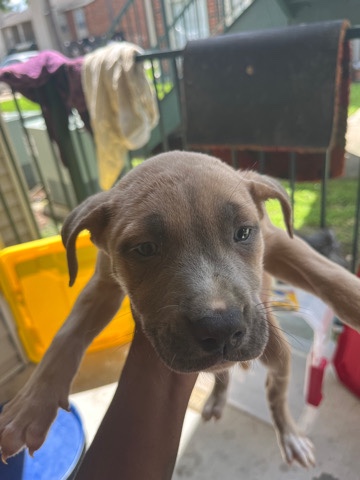 American Bulldog – looks to sale these last two pups almost two month