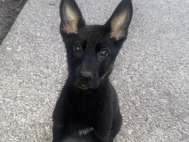 Old German Shepherd Dog – German shepherd mix – Toledo
