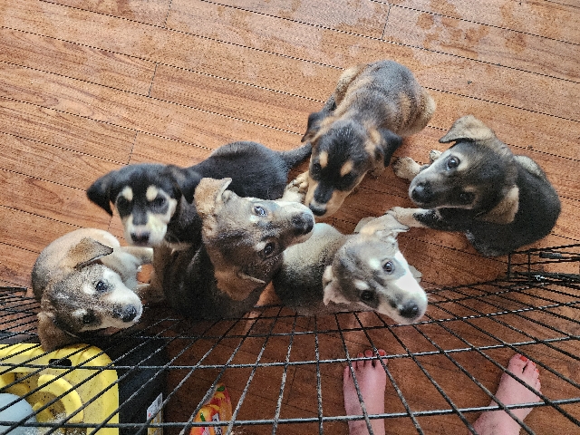 All - puppies for rehoming  available for adoption in Winnipeg