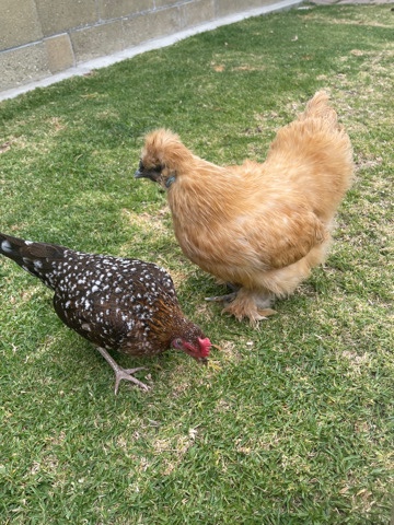 2 Chickens
