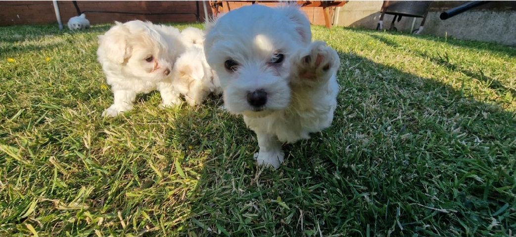 Maltese – bichon maltese