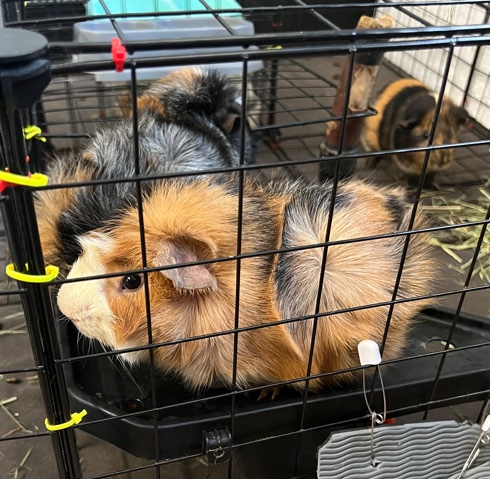 Guinea Pigs