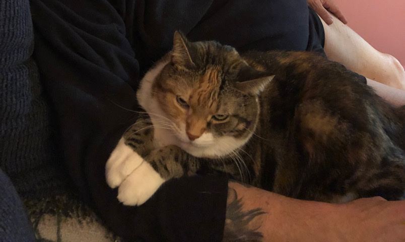 Russian White, Black and Tabby – Beautiful Tabby