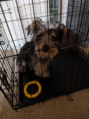 Pomeranian – Dog needs a home