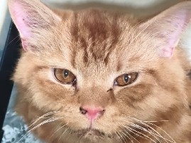 Persian (Traditional) – Beautiful Traditional Persian Cat – 13 Months Old – New Delhi – New Delhi