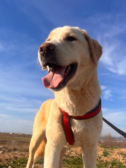 Loz looking for a home
