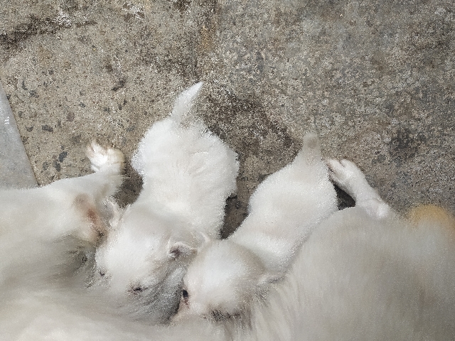 Indian Spitz – 4 Male dogs and 1 female dog SMALL CUTE PET DOG