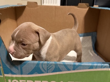 Bull Terrier – Bully Puppy 6 Weeks – Dacula