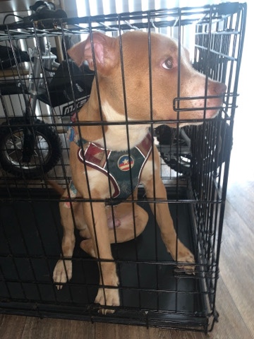 Rehome dog