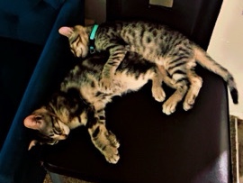 Cute Kitten – Sacramento