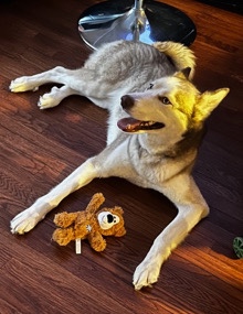 Siberian Husky – Rare Color Siberian Husky