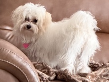 Maltipoo – Friendly Maltipoo Dog for Sale – 10 Months Old – Grand Rapids