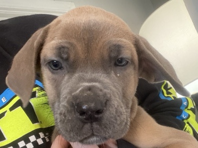 Cane Corso – Female Cane Corso – Dahlonega