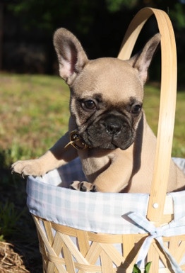 French Bulldog – Micro French Bulldog Fawn Boy