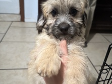 Mixed Breed - puppies  available for adoption in San Diego
