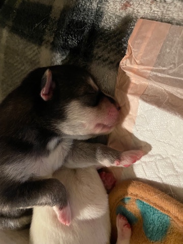 Siberian Husky – Siberian Husky; Male.
