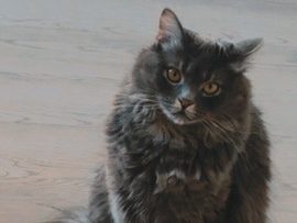Abyssinian – fluffy – Denver