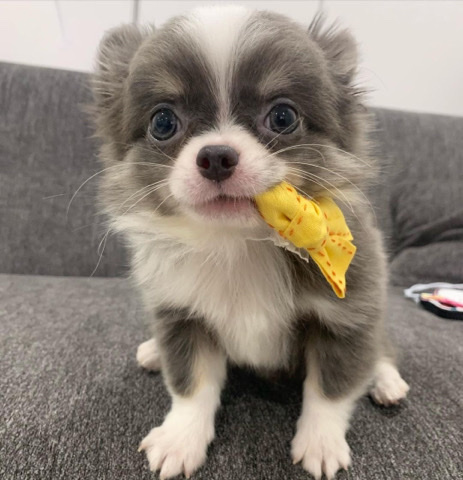 Chihuahua – 3 Week Chihuahua Pup