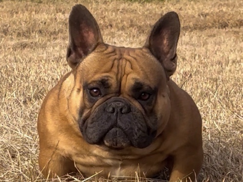 French Bulldog – Female Exotic Bully – Franklin