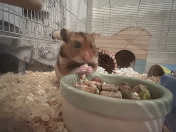 Hamster – Syrian male hamster – Stafford