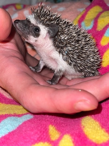 hedgehog – Selling Hedgehog