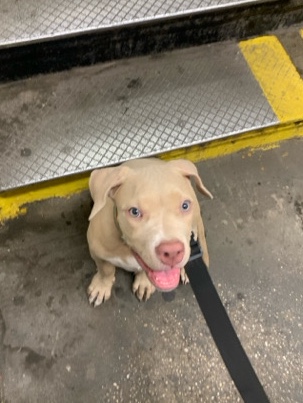 American Pit Bull Terrier – Pitbull pup female