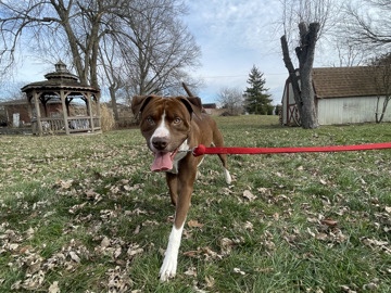 Mixed Breed – I need a home!! – Riverside