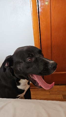 Labrador Retriever – Looking for forever home