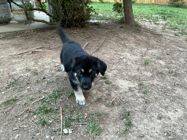 German Shepherd – Rehome German Shepard