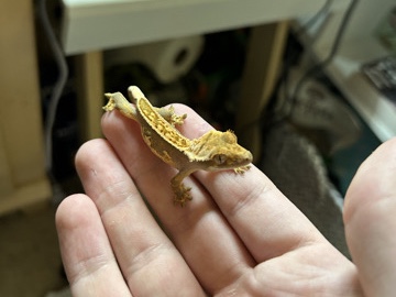 Crested Gecko