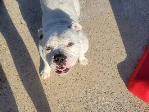 Bull Terrier (Miniature) – Micro Bully – Pearland