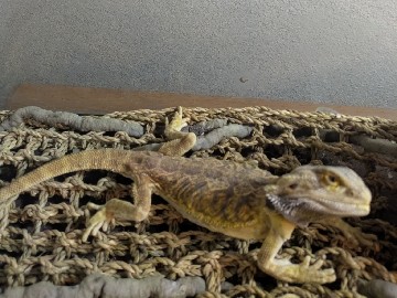 Lizard – Leatherback Bearded Dragon – San Antonio