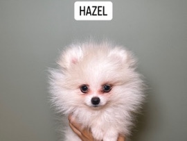 Pomeranian – 3 THICK COAT FEMALE POMERANIANS – Sheffield