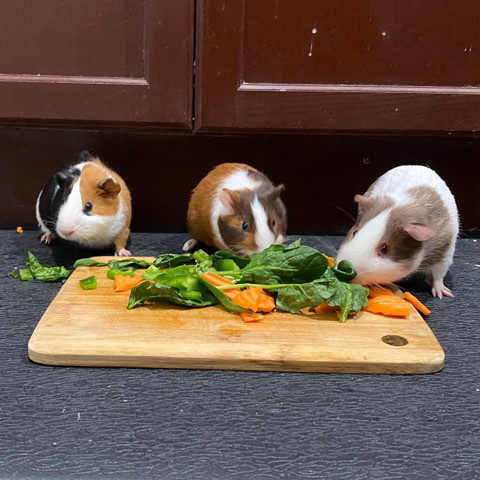 Any – Three Boy Guinea Pigs