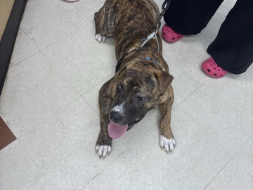 American Staffordshire Terrier – lucki 💙 – Albany