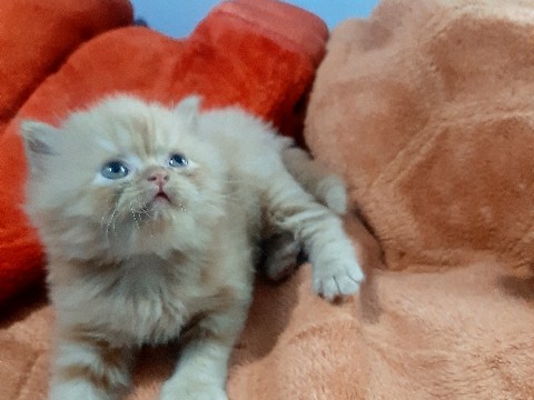 Persian (Modern) – Cute persian kitten
