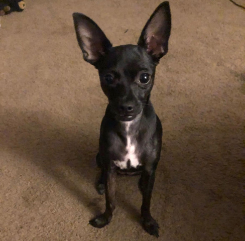 Miniature Pinscher – miniature pinscher/Chihuahua mix