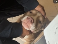 American Bulldog – Red nose Green eye Baby