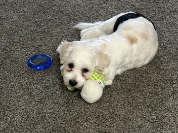 Shih Poo – ✨ Loving Home Needed for Sweet Shih Tzu Puppy ✨ – Milwaukee