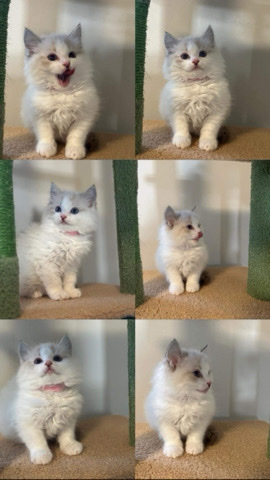 Ragdoll – Ragdoll Kitten (Female)