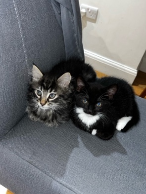 Russian White, Black and Tabby – Cats