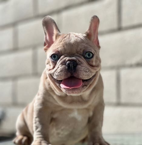French Bulldog – french bulldog