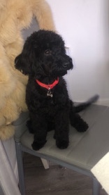 English Cocker Spaniel – Cockerpoo