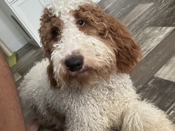 Goldendoodle – Friendly Goldendoodle Puppy for Sale in Beecher – Beecher
